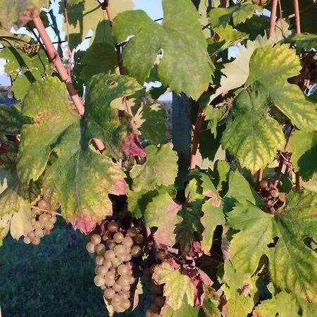 خيمة فخمة Bellevue Mini House