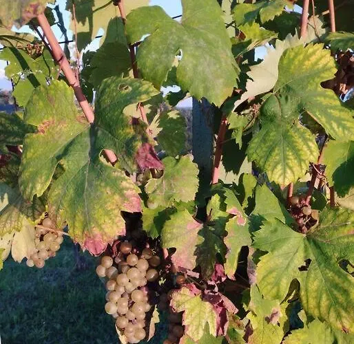 Luksusowy namiot Bellevue Mini House