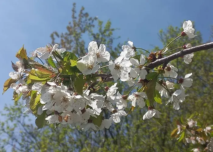 Bellevue Mini House Luksusowy namiot *